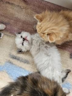 Perser kitten mit Nase