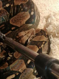Boa Constrictor, C ohne Terrarium