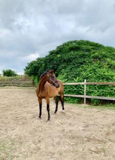 Biete Reitbeteiligung auf Sportpferd Pferd sucht Reiter