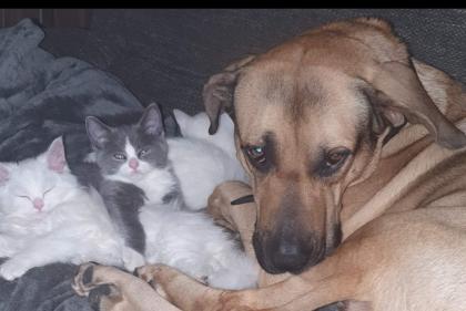 Babykatzen bkhmaincoonmix