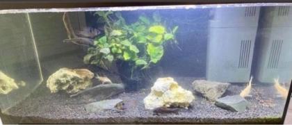 Aquarium Juwel mit Zubehör Komplett