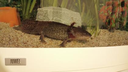 Axolotl kostenlos abzugeben