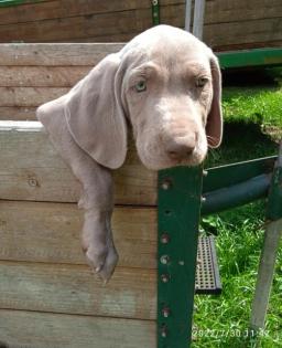 Weimaraner Welpen