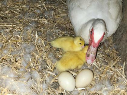 Bratfertige Freiland Ente Bauernente