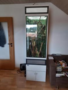 Jemenchamäleon und Terrarium zu verkaufen