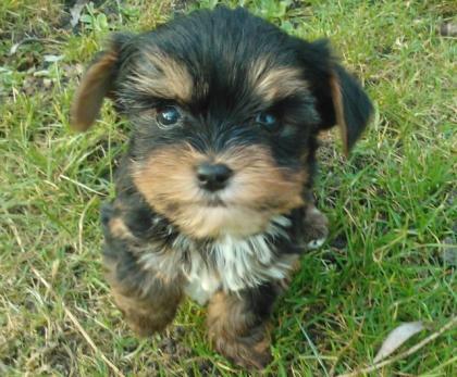 Süsse Yorkshire Terrier Welpen