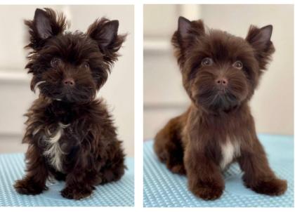 Hundefriseur, Groomer