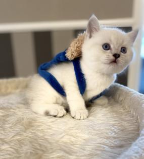 BKH Britisch Kurz Haar Kitten