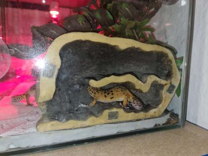 3 Leopardengeckos mit komplettset Terrarium.