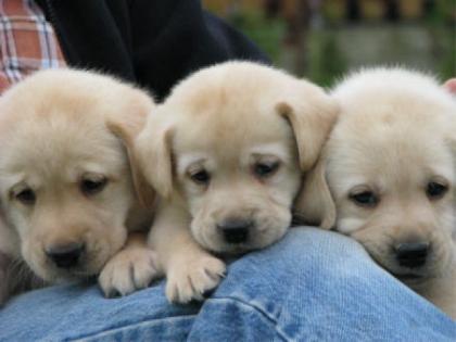 KLEINE SÜSSE EISBÄRCHEN Labrador Welpen aus fam. Liebhaberzucht in NRW