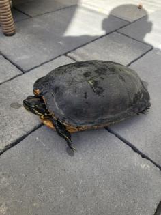 Wasserschildkröte zu Verschenken
