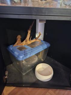 Verkaufe hier meine Kornnatter mit Terrarium und Unterschrank