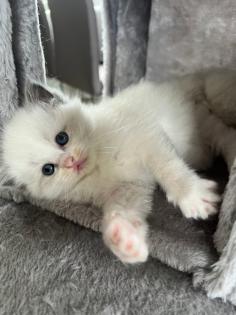 Wunderschöne Ragdoll Kitten mit Stammbaum