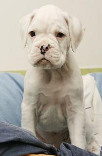 Weißer Boxerwelpe Blanko