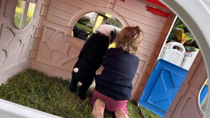 Sheepadoodle Welpen
