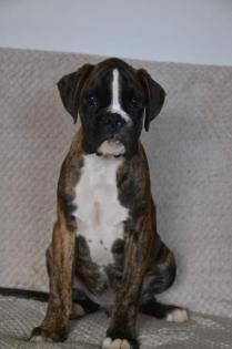 Süße Boxerwelpen suchen Dich zum kuscheln