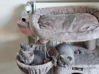 Kitten ab Oktober abzugeben