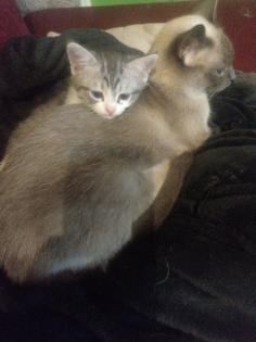 Siam/Perser Mix Kitten abzugeben