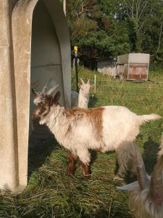 Walliser Ziegen Bock, Ziegenbock