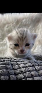 Bengal Bkh Kitten