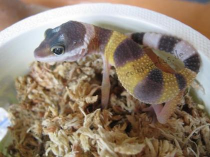 Leopardgeckos Nachzuchten 2021