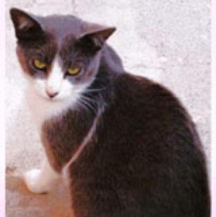 Katzen zu vermitteln