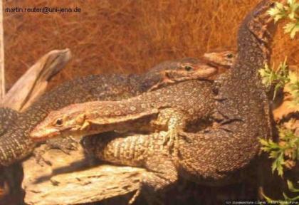 Verkaufe 2, 2 Varanus auffenbergi