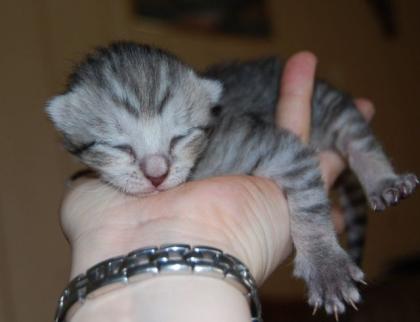 Süße getigerte Katzenbabys - Kitten abzugeben