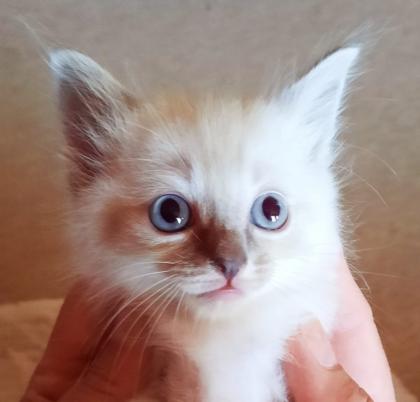 Katze Kater Heilige Birma Kitten ähnlich Ragdoll