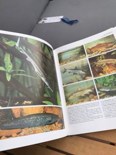 Knaurs großer Naturführer / tierbuch / Pflanzenbuch