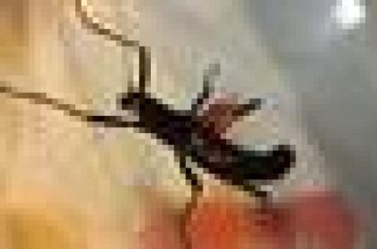 Peruphasma Schulei - Samtschrecke-Pfefferschrecke
