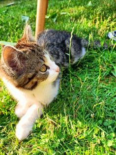 Kitten in liebevolle Hände abzugeben