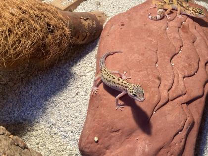 2 Geckos Terrarium und komplette Ausstattung