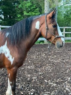 Reitbeteiligung gesucht