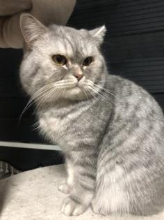 Deckkater bkh Blutgruppe B