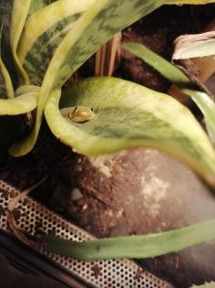 P. Laticauda