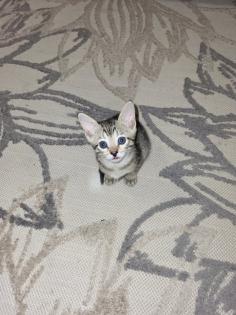 EDELMIX Russisch Blau Bengal Kitten - 2 Jungs 3 Mädchen