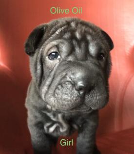 Süße kleine Shar Pei Welpen