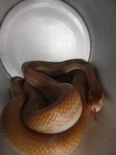 Lamprophis