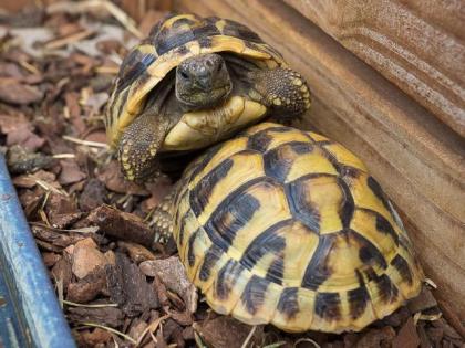Griechische Landschildkröten 2021 und 2021 abzugeben