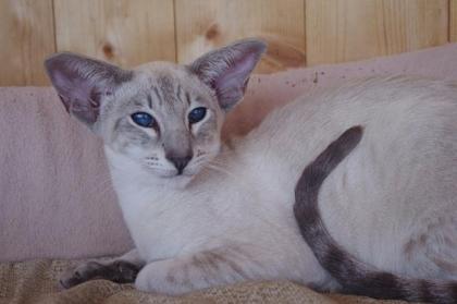 Siam/OKH Kater blue-point tabby mit Stammbaum - Lieferung möglich