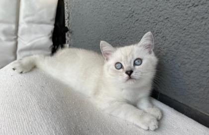 Abgabe bereite BKH blue point kitten Nur 1 männlich übrig