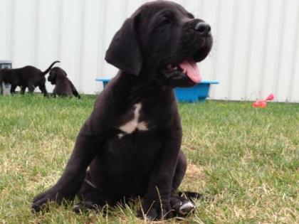 Deutsche Doggen Welpen in blau und schwarz