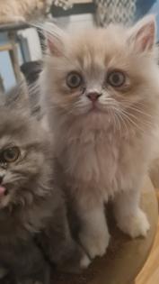 Creme Perser Kitten mit Nase