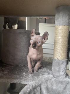 Sphinx-Elf Babykatzen