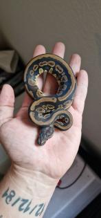2. 2 Mahogany het albino königspython