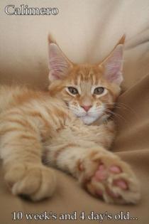 Wunderschöne XXL Maine Coon Kitten abzugeben.