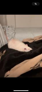Dringend neues Zuhause für 2 Ratten Jungs gesucht Zubehör inkl