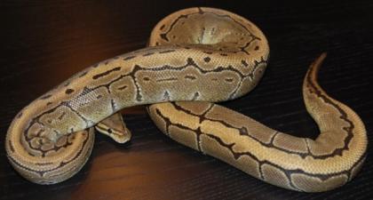 Python regius