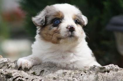 Bezaubernde Australian Shepherd Welpen in allen Farben m. P.